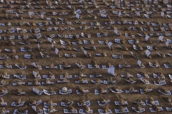内蒙古800只百灵鸟遭毒杀，雪融后再现4000只死体(1)