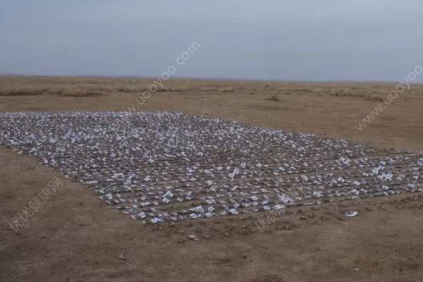 内蒙古800只百灵鸟遭毒杀，雪融后再现4000只死体(2)