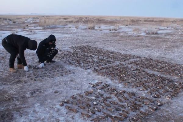 内蒙古800只百灵鸟遭毒杀，雪融后再现4000只死体(4)