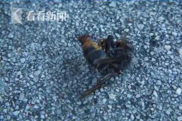 夫妻修缮屋顶误捅蜂窝，丈夫被蜇一百多下成